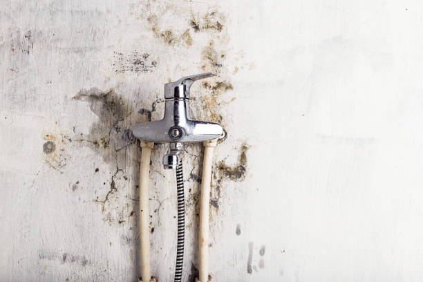 Best Commercial Mold Removal  in Orwigsburg, PA