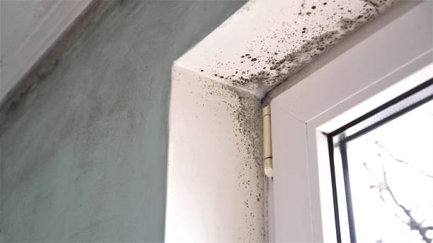 Mold Removal Process in Orwigsburg, PA
