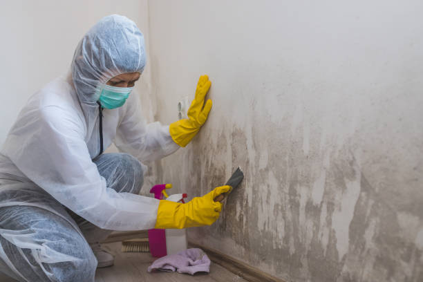 Mold Removal and Inspection in Orwigsburg, PA