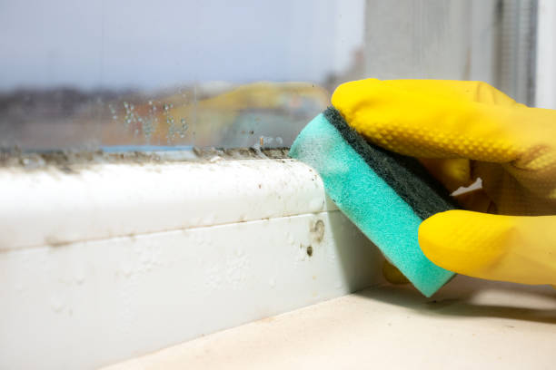 Best Mold Damage Repair  in Orwigsburg, PA