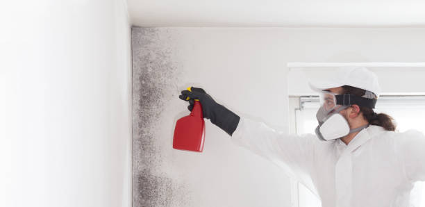 Crawl Space Mold Removal in Orwigsburg, PA