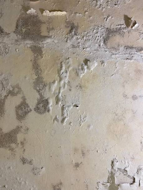 Best Crawl Space Mold Removal  in Orwigsburg, PA
