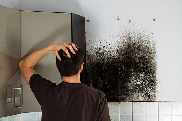 Professional Mold Removal in Orwigsburg, PA