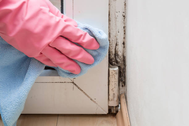 Best Toxic Mold Removal  in Orwigsburg, PA